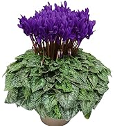 Amazon.co.jp: ITANSE アネモネ ミストラルシリーズ ティグレ 3